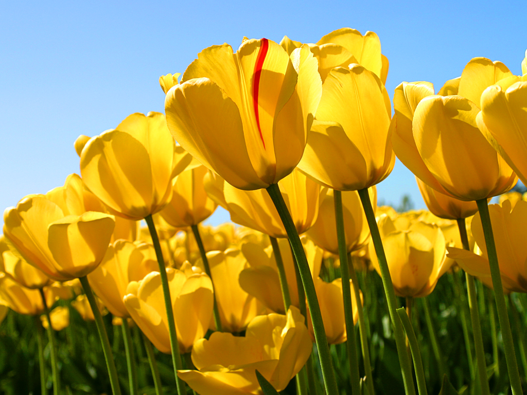 Tulips-(1).jpg