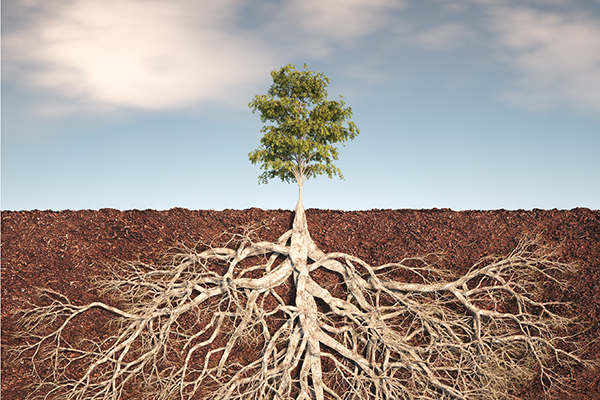 Tree with roots visibly emerging from the ground